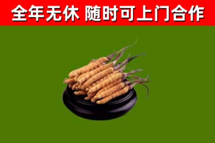 普宁回收冬虫夏草